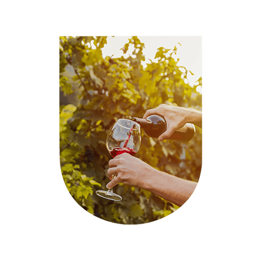Verre de vin rouge dans les vignes